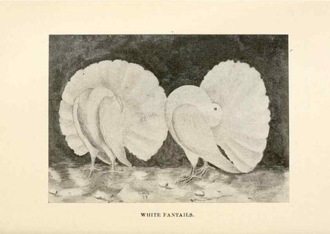 Reproducción/Reproduction 7132093497: Pigeons and all about them.. Boston,C.E. Twombly[c1898]