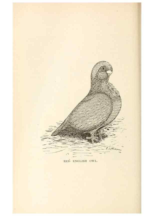 Reproducción/Reproduction 7132104487: Pigeons and all about them.. Boston,C.E. Twombly[c1898]