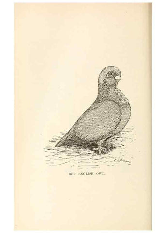 Reproducción/Reproduction 7132104487: Pigeons and all about them.. Boston,C.E. Twombly[c1898]