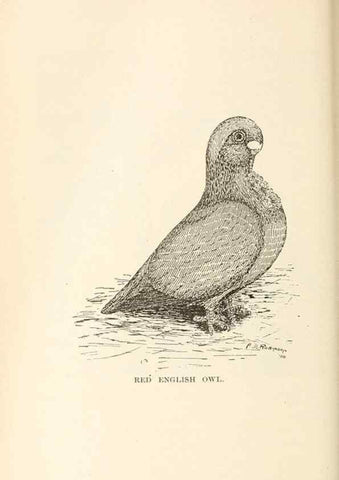 Reproducción/Reproduction 7132104487: Pigeons and all about them.. Boston,C.E. Twombly[c1898]