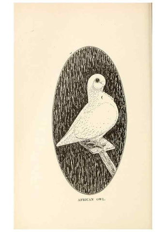 Reproducción/Reproduction 6986022798: Pigeons and all about them.. Boston,C.E. Twombly[c1898]