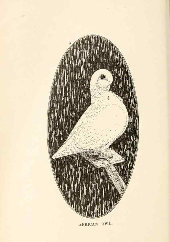 Reproducción/Reproduction 6986022798: Pigeons and all about them.. Boston,C.E. Twombly[c1898]