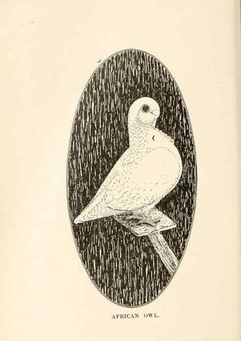 Reproducción/Reproduction 6986022798: Pigeons and all about them.. Boston,C.E. Twombly[c1898]
