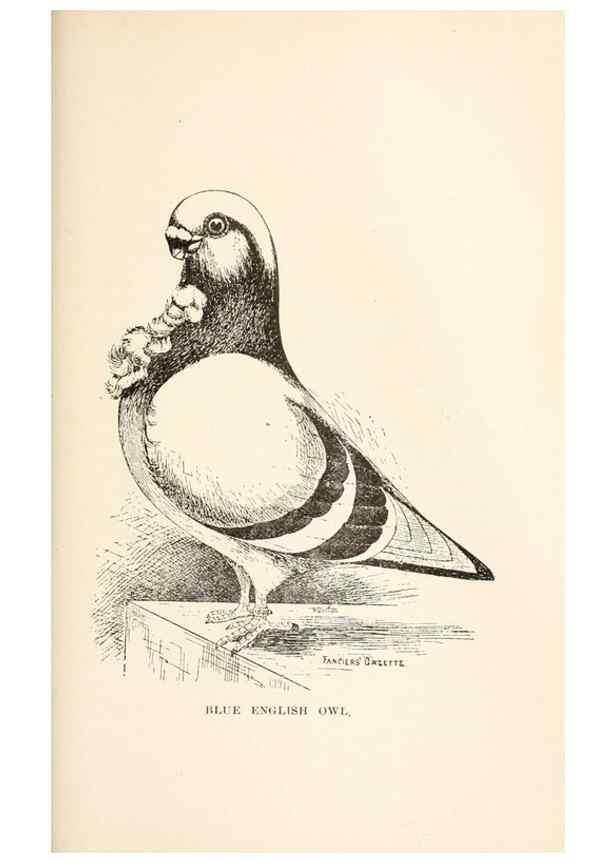 Reproducción/Reproduction 6986023906: Pigeons and all about them.. Boston,C.E. Twombly[c1898]