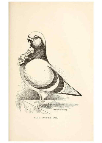 Reproducción/Reproduction 6986023906: Pigeons and all about them.. Boston,C.E. Twombly[c1898]