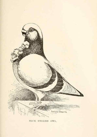 Reproducción/Reproduction 6986023906: Pigeons and all about them.. Boston,C.E. Twombly[c1898]