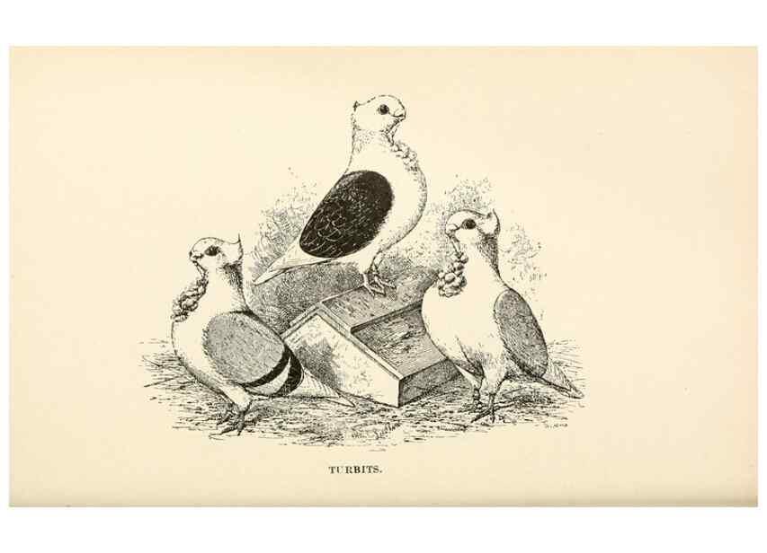Reproducción/Reproduction 6986025064: Pigeons and all about them.. Boston,C.E. Twombly[c1898]
