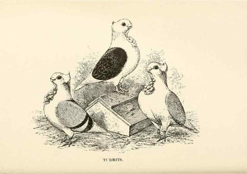 Reproducción/Reproduction 6986025064: Pigeons and all about them.. Boston,C.E. Twombly[c1898]