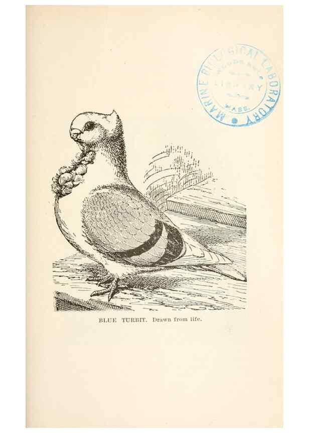 Reproducción/Reproduction 7132110851: Pigeons and all about them.. Boston,C.E. Twombly[c1898]