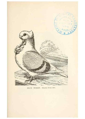 Reproducción/Reproduction 7132110851: Pigeons and all about them.. Boston,C.E. Twombly[c1898]
