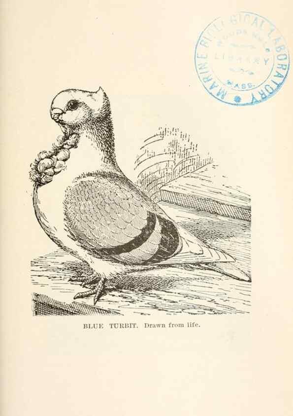 Reproducción/Reproduction 7132110851: Pigeons and all about them.. Boston,C.E. Twombly[c1898]