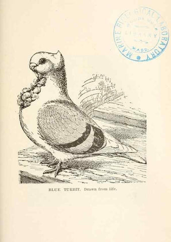 Reproducción/Reproduction 7132110851: Pigeons and all about them.. Boston,C.E. Twombly[c1898]