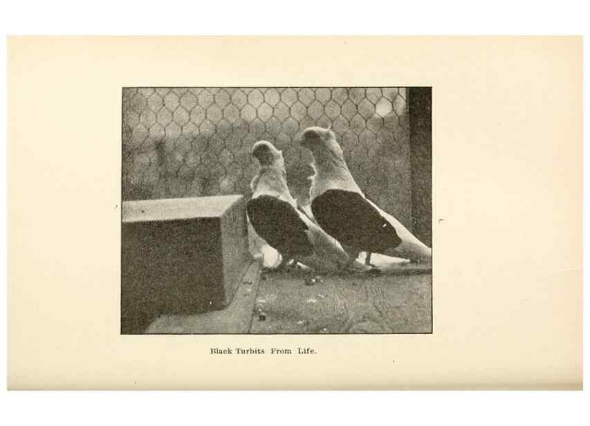 Reproducción/Reproduction 6986028018: Pigeons and all about them.. Boston,C.E. Twombly[c1898]