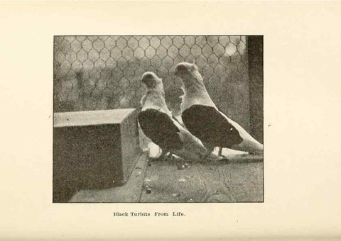 Reproducción/Reproduction 6986028018: Pigeons and all about them.. Boston,C.E. Twombly[c1898]