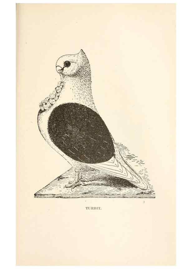Reproducción/Reproduction 6986028892: Pigeons and all about them.. Boston,C.E. Twombly[c1898]