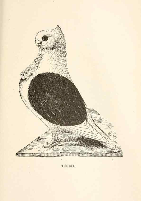 Reproducción/Reproduction 6986028892: Pigeons and all about them.. Boston,C.E. Twombly[c1898]