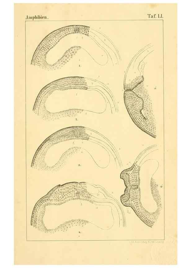 Reproducción/Reproduction 6924871044: Die Klassen und Ordnungen des Thier-Reichs,. Leipzig :C.F. Winter,1859-1901.
