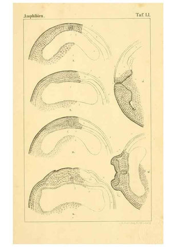 Reproducción/Reproduction 6924871044: Die Klassen und Ordnungen des Thier-Reichs,. Leipzig :C.F. Winter,1859-1901.