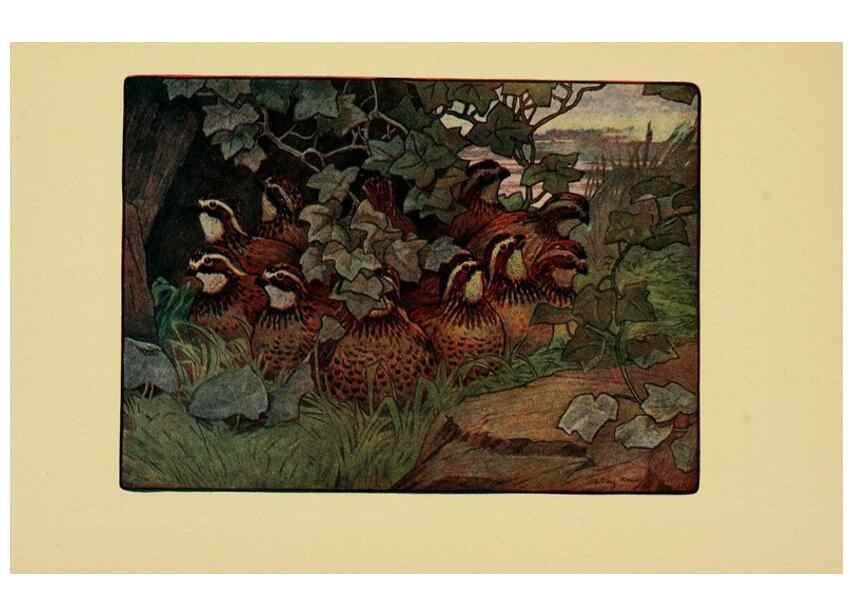 Reproducción/Reproduction 6921354776: Tenants of the trees /. Boston :L.C. Page & Co.,1907.