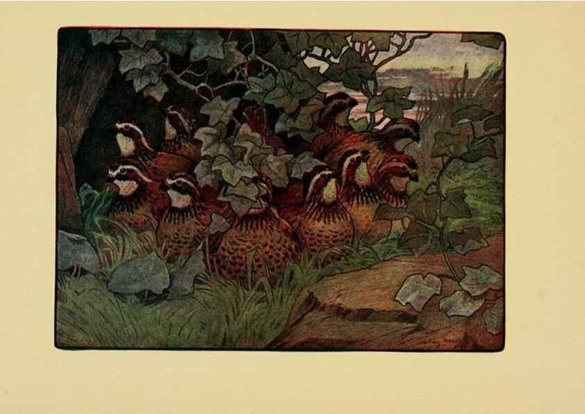 Reproducción/Reproduction 6921354776: Tenants of the trees /. Boston :L.C. Page & Co.,1907.