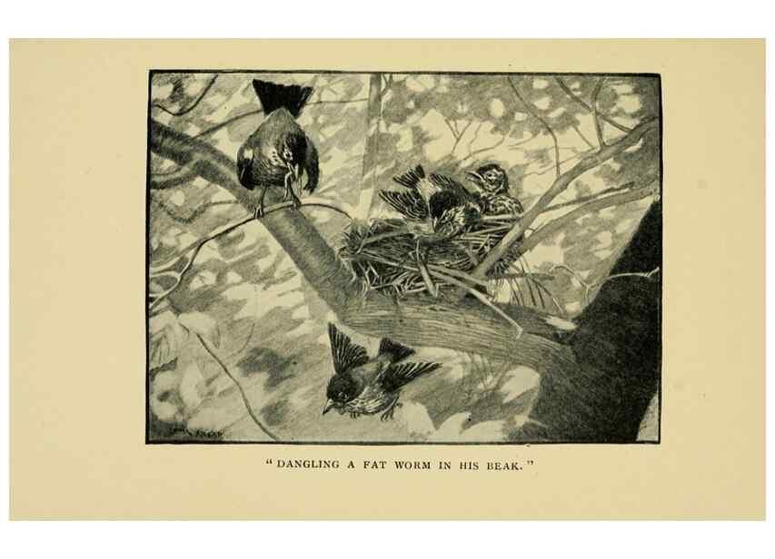 Reproducción/Reproduction 7067435321: Tenants of the trees /. Boston :L.C. Page & Co.,1907.