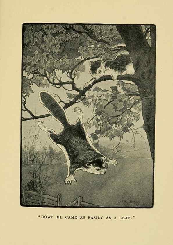 Reproducción/Reproduction 7067437877: Tenants of the trees /. Boston :L.C. Page & Co.,1907.