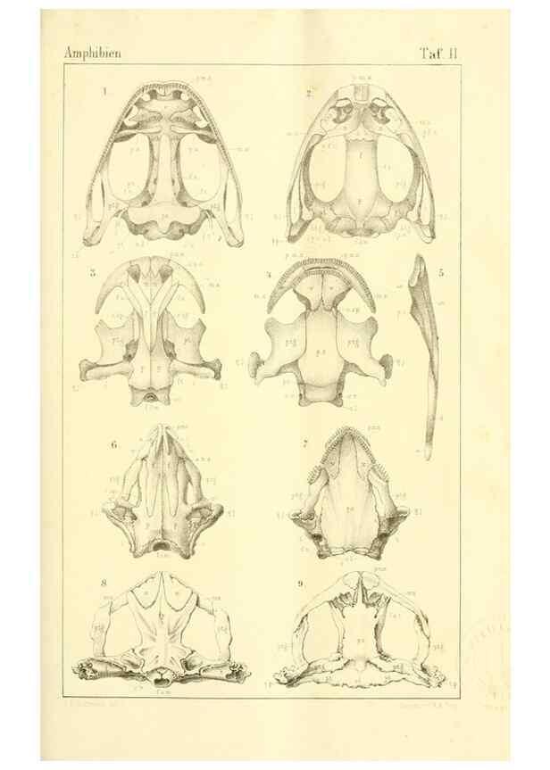 Reproducción/Reproduction 7070910595: Die Klassen und Ordnungen des Thier-Reichs,. Leipzig :C.F. Winter,1859-1901.