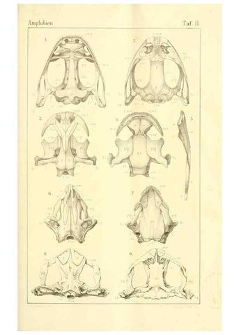 Reproducción/Reproduction 7070910595: Die Klassen und Ordnungen des Thier-Reichs,. Leipzig :C.F. Winter,1859-1901.