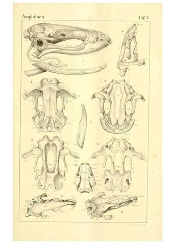 Reproducción/Reproduction 6924835674: Die Klassen und Ordnungen des Thier-Reichs,. Leipzig :C.F. Winter,1859-1901.