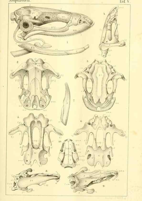 Reproducción/Reproduction 6924835674: Die Klassen und Ordnungen des Thier-Reichs,. Leipzig :C.F. Winter,1859-1901.