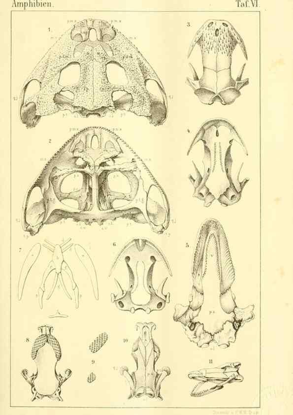 Reproducción/Reproduction 7070914043: Die Klassen und Ordnungen des Thier-Reichs,. Leipzig :C.F. Winter,1859-1901.
