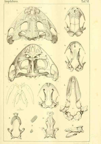 Reproducción/Reproduction 7070914043: Die Klassen und Ordnungen des Thier-Reichs,. Leipzig :C.F. Winter,1859-1901.