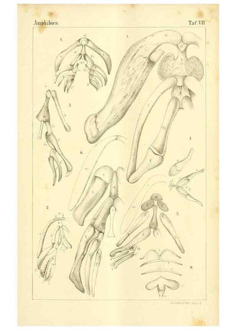Reproducción/Reproduction 6924837518: Die Klassen und Ordnungen des Thier-Reichs,. Leipzig :C.F. Winter,1859-1901.