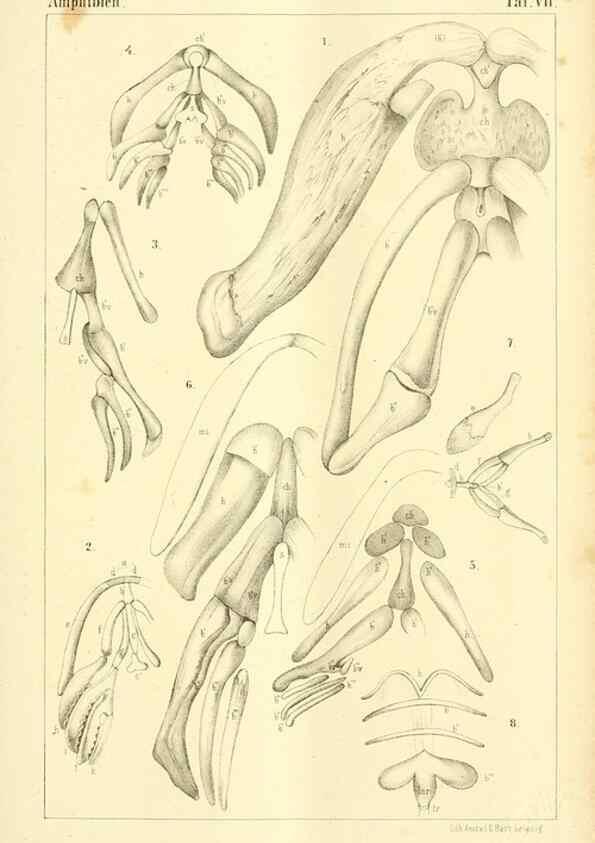 Reproducción/Reproduction 6924837518: Die Klassen und Ordnungen des Thier-Reichs,. Leipzig :C.F. Winter,1859-1901.