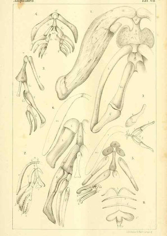 Reproducción/Reproduction 6924837518: Die Klassen und Ordnungen des Thier-Reichs,. Leipzig :C.F. Winter,1859-1901.