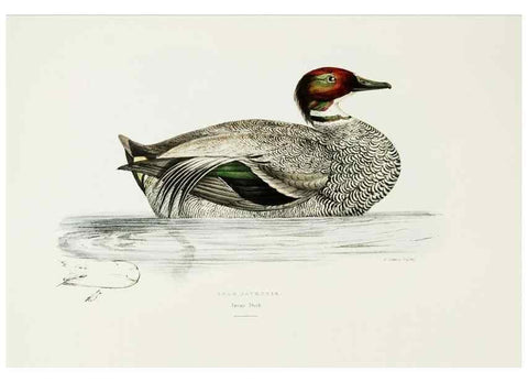 Reproducción/Reproduction 7064981591: A fasciculus of the birds of China.. London,Printed by Taylor and Francis,1871