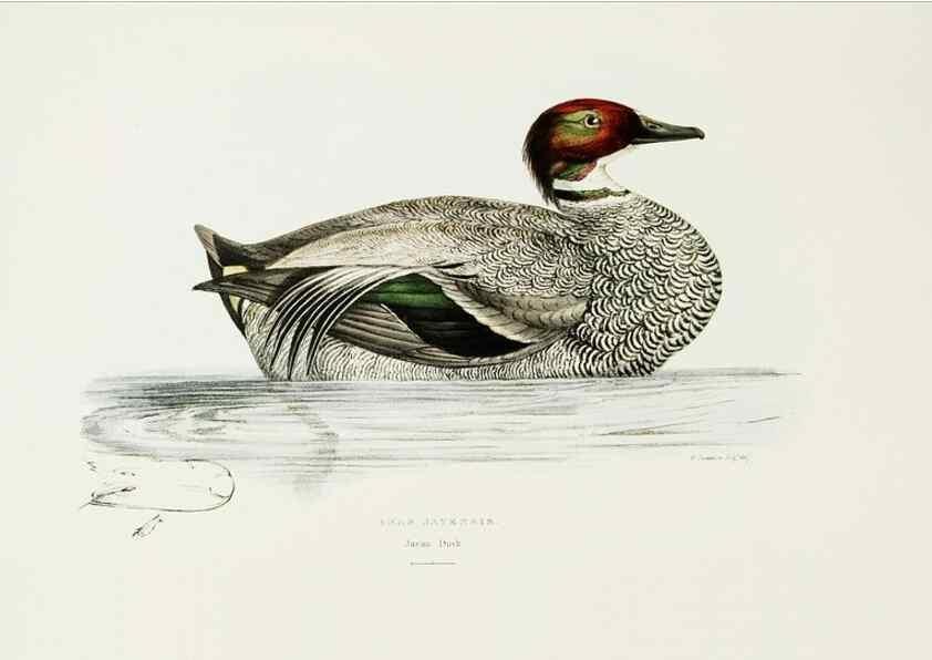 Reproducción/Reproduction 7064981591: A fasciculus of the birds of China.. London,Printed by Taylor and Francis,1871