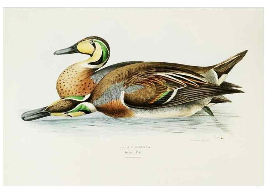 Reproducción/Reproduction 7064980869: A fasciculus of the birds of China.. London,Printed by Taylor and Francis,1871
