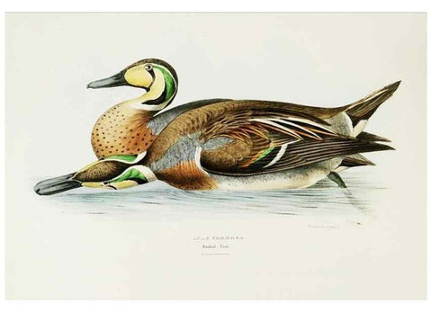Reproducción/Reproduction 7064980869: A fasciculus of the birds of China.. London,Printed by Taylor and Francis,1871