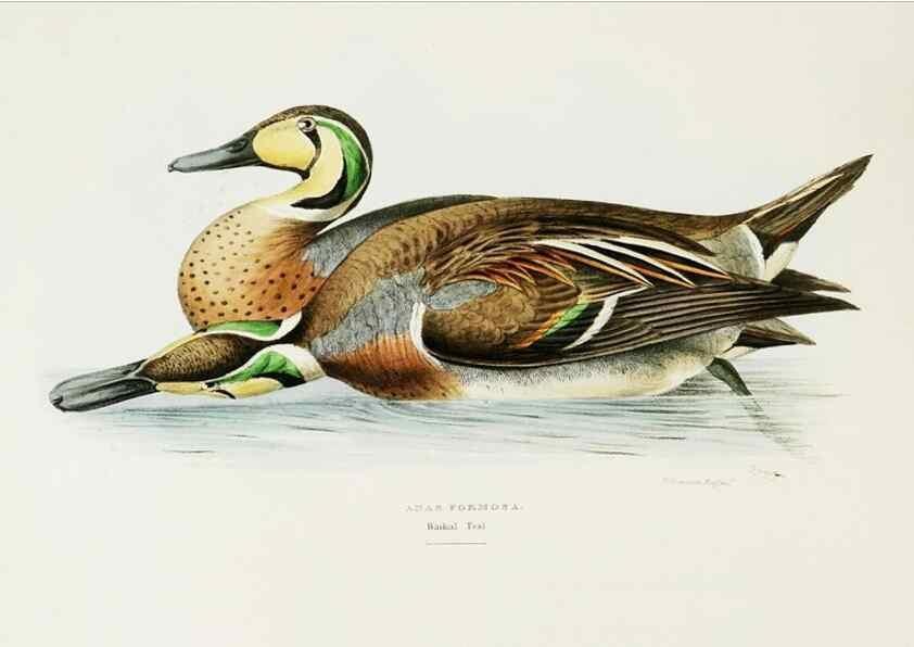 Reproducción/Reproduction 7064980869: A fasciculus of the birds of China.. London,Printed by Taylor and Francis,1871