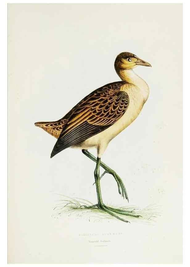 Reproducción/Reproduction 7064980405: A fasciculus of the birds of China.. London,Printed by Taylor and Francis,1871