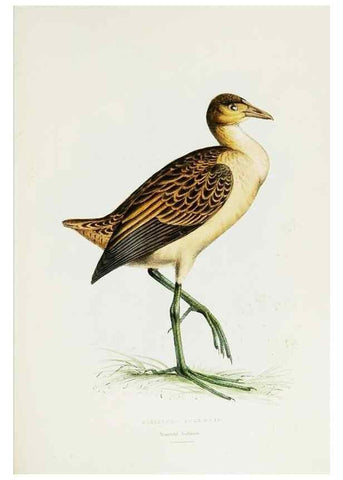 Reproducción/Reproduction 7064980405: A fasciculus of the birds of China.. London,Printed by Taylor and Francis,1871