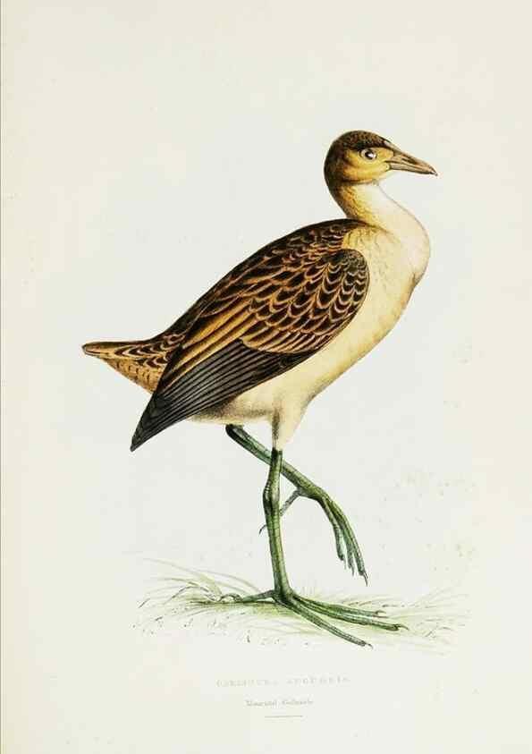 Reproducción/Reproduction 7064980405: A fasciculus of the birds of China.. London,Printed by Taylor and Francis,1871
