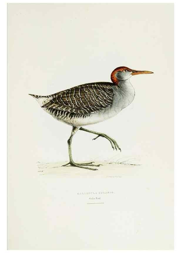 Reproducción/Reproduction 6918901800: A fasciculus of the birds of China.. London,Printed by Taylor and Francis,1871