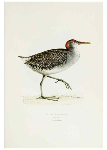 Reproducción/Reproduction 6918901800: A fasciculus of the birds of China.. London,Printed by Taylor and Francis,1871