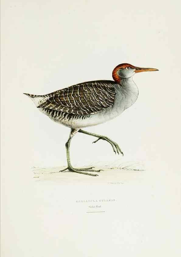 Reproducción/Reproduction 6918901800: A fasciculus of the birds of China.. London,Printed by Taylor and Francis,1871