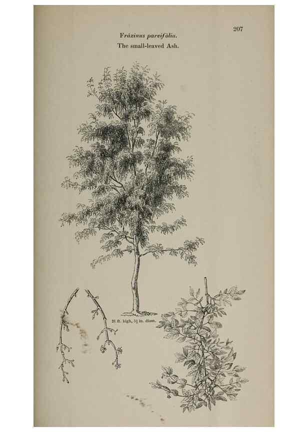 Reproducción/Reproduction 7064354561: Arboretum et fruticetum britannicum, or :. London :J.C. Loudon,1844.