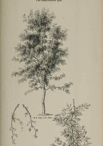 Reproducción/Reproduction 7064354561: Arboretum et fruticetum britannicum, or :. London :J.C. Loudon,1844.