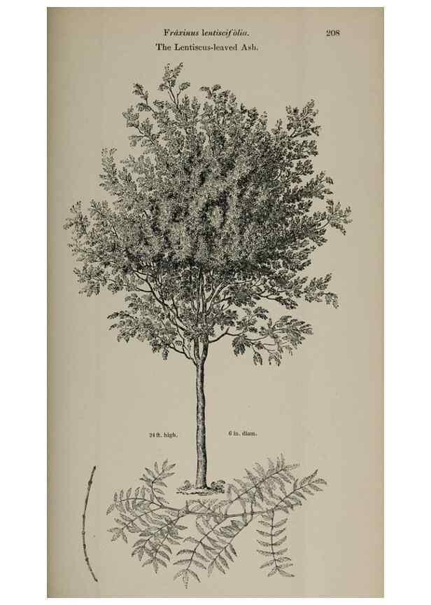 Reproducción/Reproduction 6918277338: Arboretum et fruticetum britannicum, or :. London :J.C. Loudon,1844.