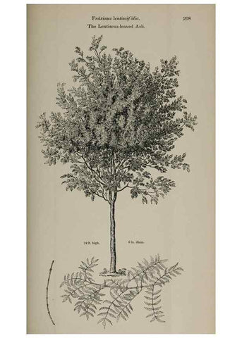 Reproducción/Reproduction 6918277338: Arboretum et fruticetum britannicum, or :. London :J.C. Loudon,1844.